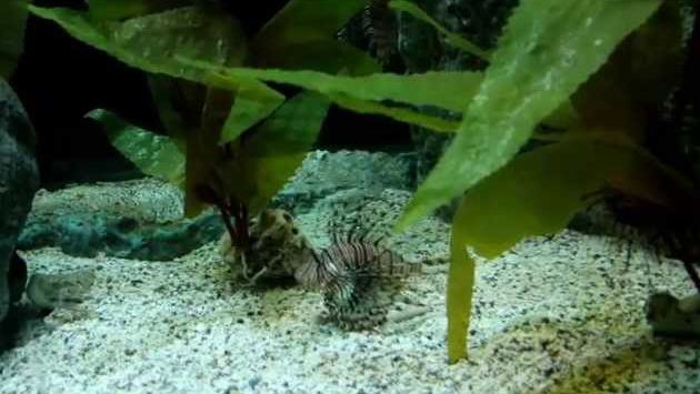 Паттайя в июле: Underwater World - Pattaya Thailand / 24 July 2014 [1]