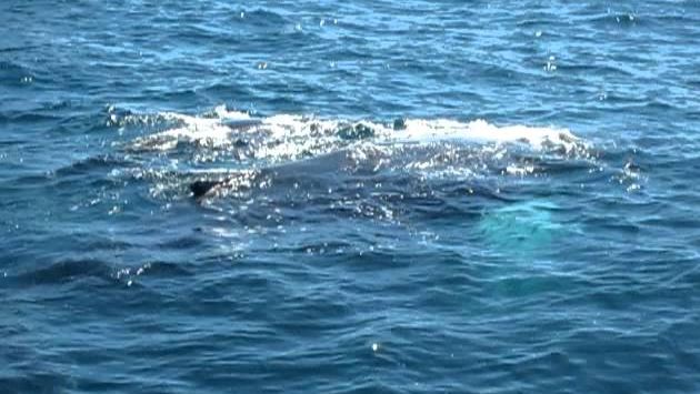 Январь в Доминикане: Доминикана. Samana.  Горбатые киты. Humpbuck Whales 2