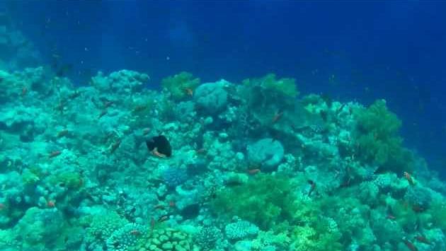 Шарм эль Шейх: Tiran Island - Sharm el Sheikh 2013.