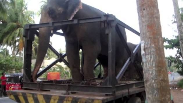 Июнь на Шри-Ланке: sri lanka june 2012