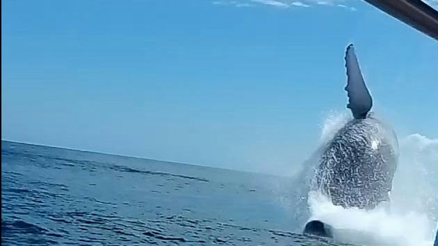 Огромный Кит Саманы (Доминикана) выныривает!