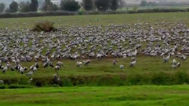 Сентябрь, Израиль: Перелетные птицы на отдыхе в Израиле.