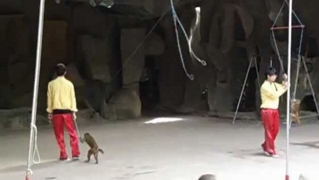 Январь: Monkey Circus in Nanwan Monkey Island, Sanya