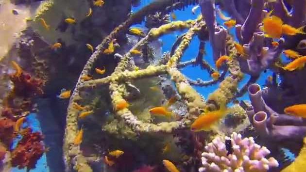 Эйлат в июле: Eilat July 2014