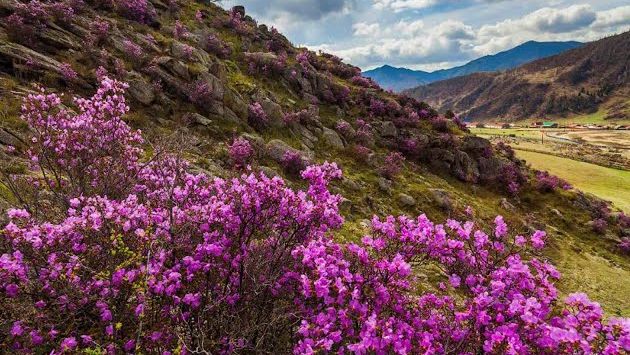 Горный Алтай: Фестиваль "Цветущий маральник", Алтайский край
