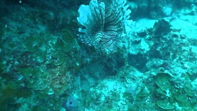 Февраль на Кубе: Scuba diving Holguín Cuba February 2011 dive #1