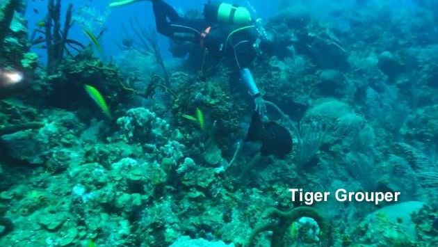 Куба: Guajaibolo Reef Marea del Portillo, Cuba April 13 2009