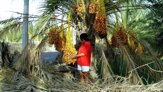 Северная Африка, Тунис, сентябрь 2011 год