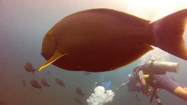 Июль: Bali July 2013 - Diving Tulamben GOProHD