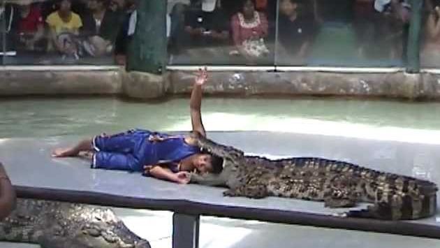 Февраль в Паттайе: Crocodile Show near Pattaya, Thailand.