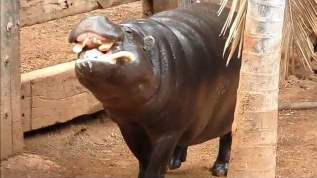 Январь на Тенерифе: Tenerife Jungle Park