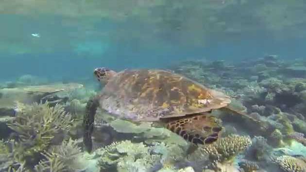 Мальдивы, Февраль: Diving with a turtle on the Maldives