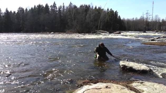 Май: Sea trout from Langinkoski, 4.5.2013