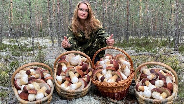 Сентябрь, Карелия: КОСИМ БЕЛЫЕ ГРИБЫ БОРОВИКИ, ДАЮ ТОЧНЫЕ КООРДИНАТЫ МЕСТА СБОРА БОРОВИКОВ