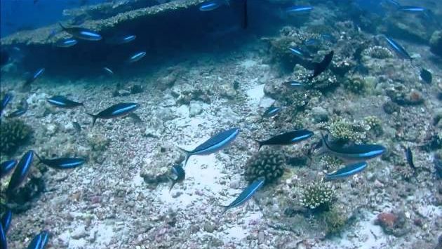 Мальдивы Апрель Hafza Thila Дайв сайт