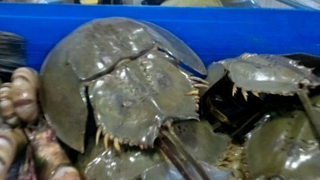 Паттайя в октябре: Pattaya Fresh Seafood Market (Naklua Beach)