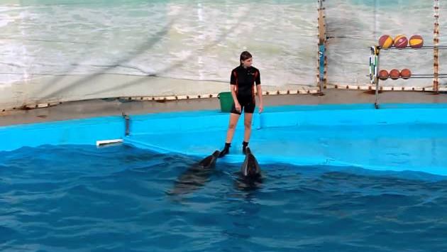 Август, Лазаревское: дельфины часть 1 / Dolphins раrt 1