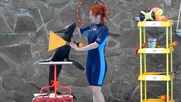 Ейск: Дельфинарий, Ейск. Морской котик.