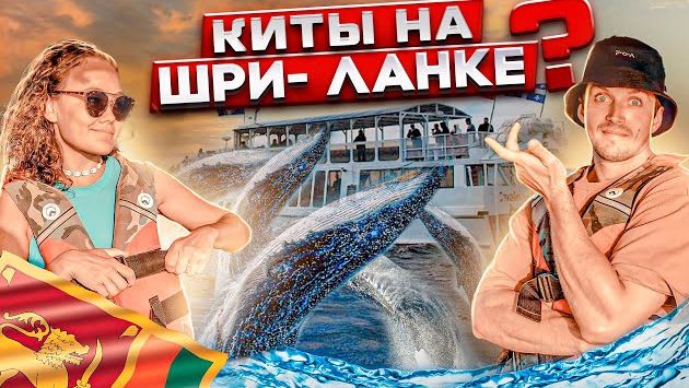 Шри-Ланка в январе: Киты на Шри-Ланке ???? Стоит ли ехать?