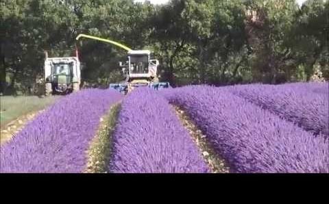 Франция, Июль: Lavender Harvest in Provence (Valensole 2014)