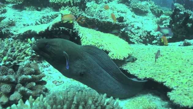 Январь на Мальдивах: Maldives SCUBA Diving