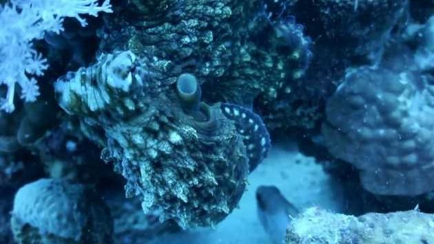 Февраль в Эйлате: Eilat, Red sea - Diving, February 2013