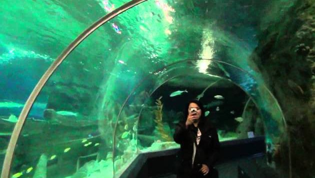 Сочи, Ноябрь: Sochi Discovery World Aquarium