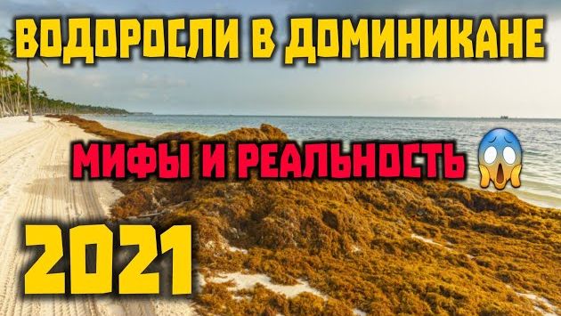 ВОДОРОСЛИ в Доминикане 2021. Когда сезон? Мифы и реальность