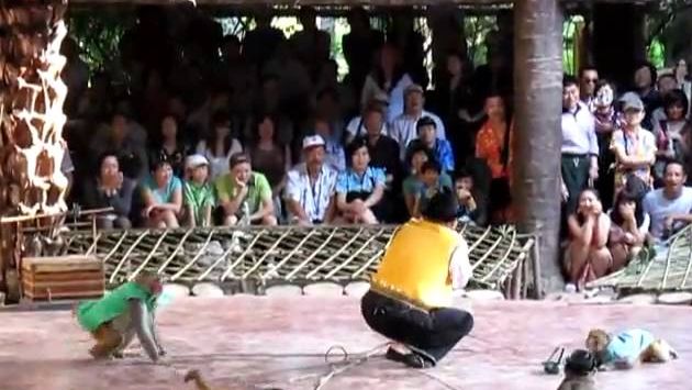 Китай в январе: Monkey show Hainan - 1