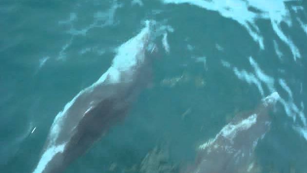 Адлер в июле: Дельфины в Черном море (Адлер) / Dolphins in Black Sea (Russia)