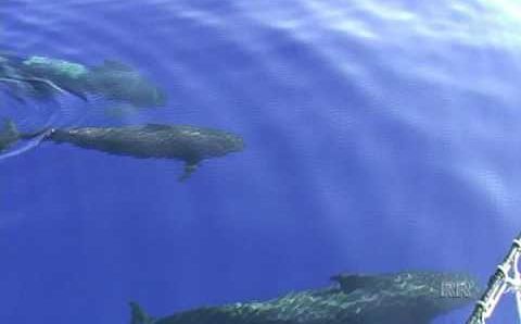 Февраль, Тенерифе: Pilot's whales before Tenerife