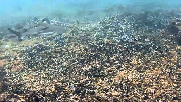 Октябрь: Pigeon Island Diving with the Sharks