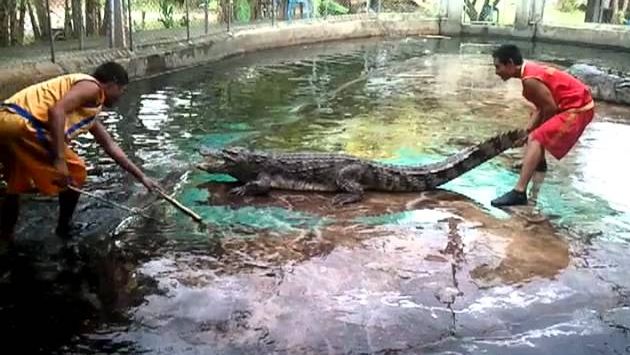 Март, Самуи: Thailand Crocodile farm in Samui - Крокодиловая ферма на Самуи