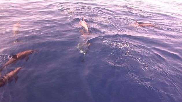Июль в Шарм эль Шейхе: Sharm El Sheikh Straits of Tiran Dolphins Bobos Boat Trip #2