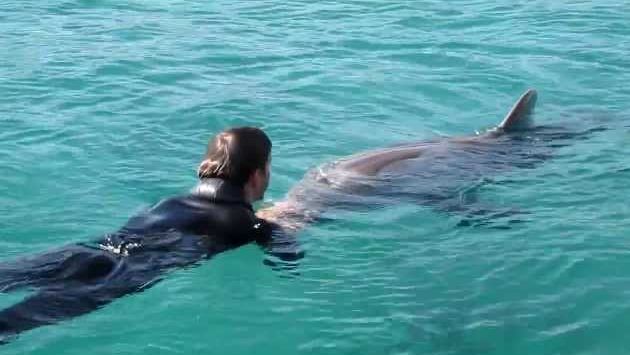 Ноябрь в Эйлате: Dolphin Reef Eilat