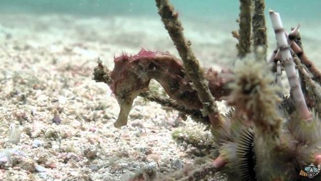 Паттайя в сентябре: DiveCafe.net at Pattaya (Koh Larn)