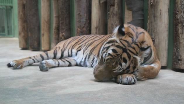 Прага, Январь: Zoo Praha 2010