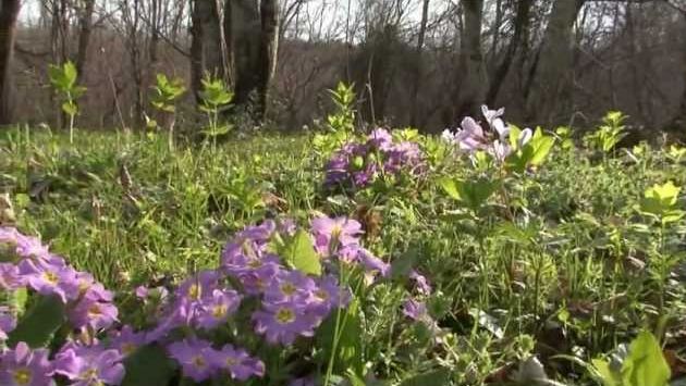 Болгария, Апрель: Spring in Sinemorets, South East Bulgaria