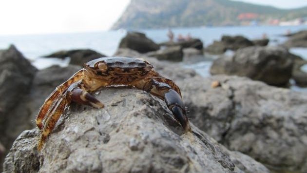 Июнь: Отпуск в Феодосии