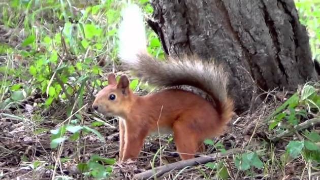 Август, Кисловодск: Кисловодск 2012