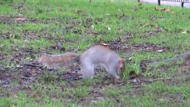 Декабрь в Лондоне: London: Christmas Day. 25.12.2012