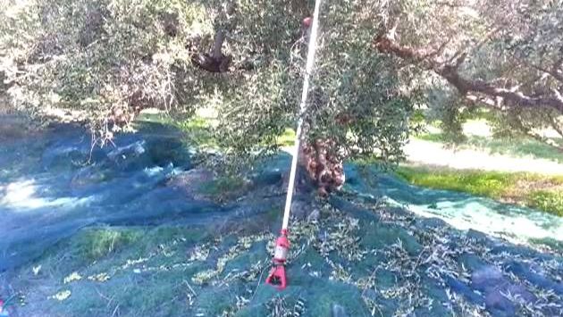 Крит, Декабрь: Olive picking in Crete.2012