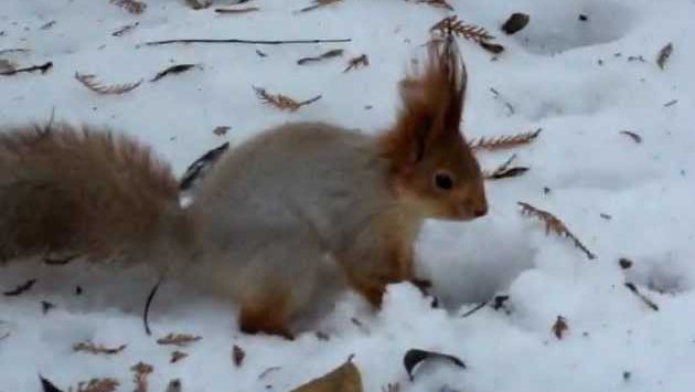 Белочка в Кисловодском парке 10 декабря 2011 года