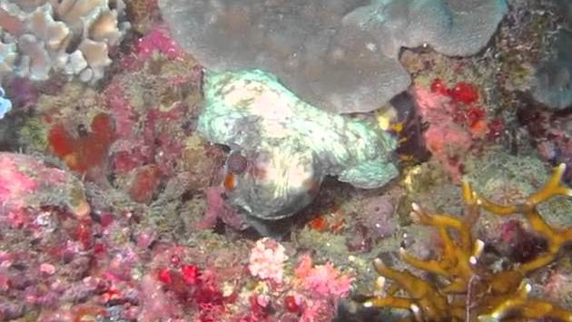 Филиппины, январь 2013