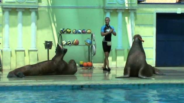 Июнь, Туапсе: Дельфинарий. п. Небуг 2011г.