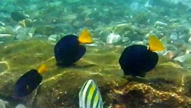 Красное море , Эйлат , август 2012 год