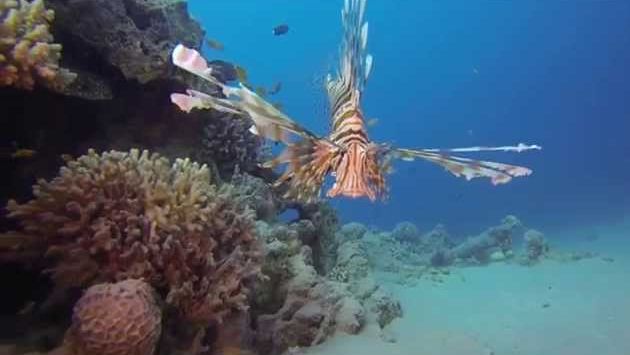 Июнь в Израиле: Diving in Eilat / June 2014