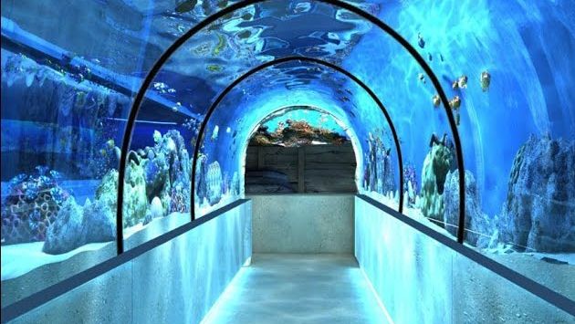 Санкт-Петербург в августе: Океанариум в Санкт-Петербурге
