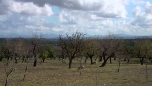 Ноябрь на Майорке: Caimari Olive Fair, Mallorca