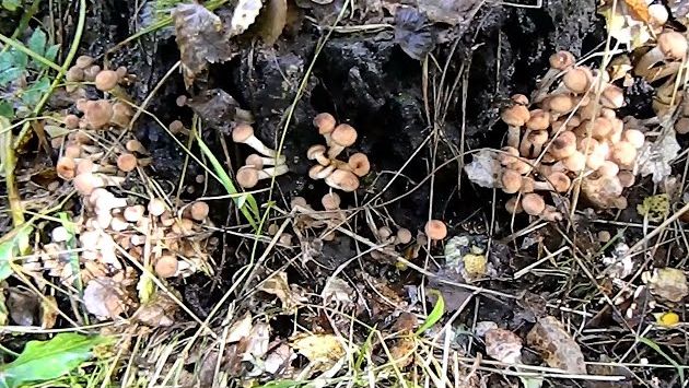 ОСЕННИЕ ОПЯТА  ГРИБЫ В СЕНТЯБРЕ 2020 АЛТАЙСКИЙ КРАЙ